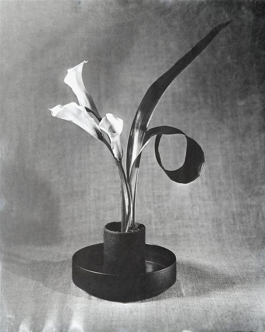 Calla Lilly