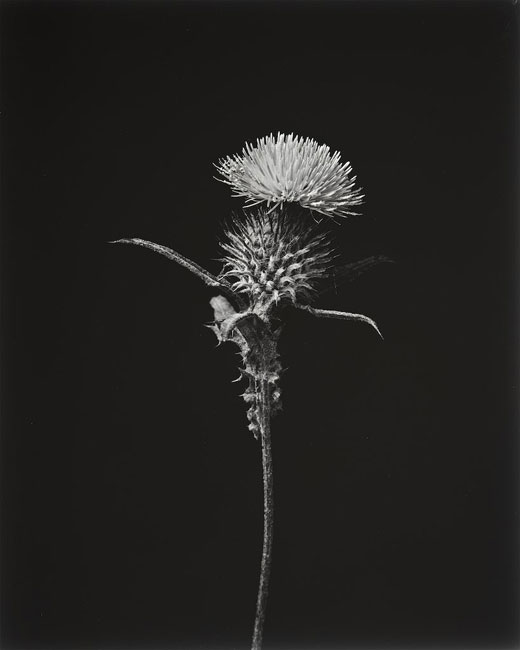 Spear Thistle