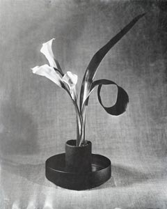Calla Lilly