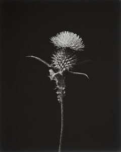 Spear Thistle