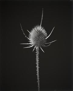 Teasel